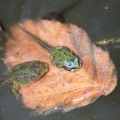 frogs life in the pond 813