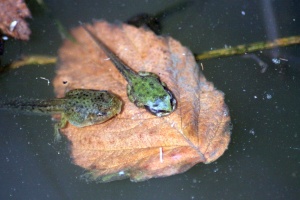 frogs life in the pond 817