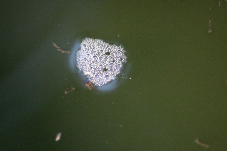 mosquito_larvae_that_gets_eaten_by_frogs_084.jpg