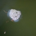 mosquito larvae that gets eaten by frogs 084