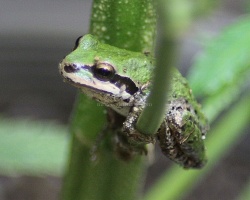 pacific tree frog 082