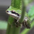 pacific tree frog 082
