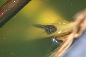 tadpole  baby frog 602