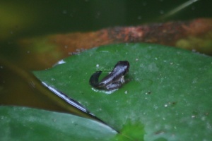 tadpole frog 009