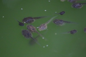 tadpoles baby frogs 007