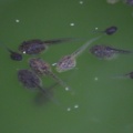 tadpoles baby frogs 007