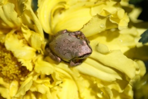 young frog on marigold flower 217