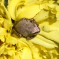 young frog on marigold flower 217