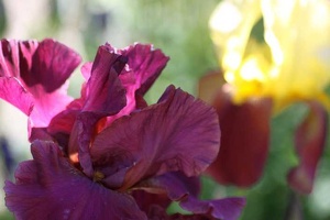 111 Bearded Iris Flower 274 4704x3136