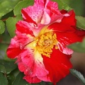 116 Beautiful rose flower 161 4704x3136