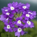 16 Bergenia Flower 274 4704x3136