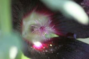 19 Black Hollihock Flower 501 4704x3136