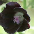 20 Black Hollihock Flower 521 4704x3136