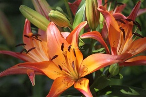 21 Blended Color Lily Flowers 102 4704x3136