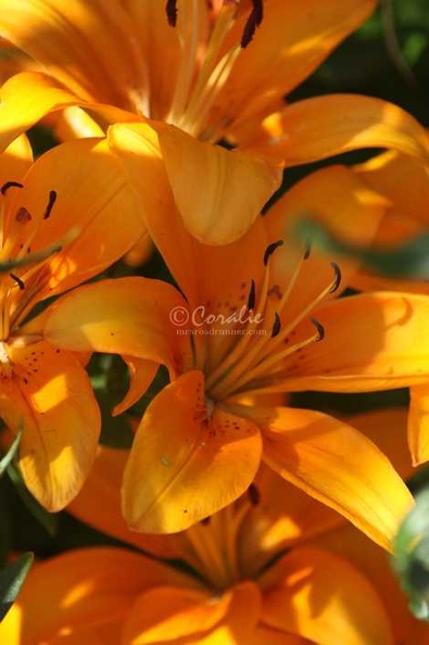 54_Orange_Lily_Flowers_455_3136x4704.jpg