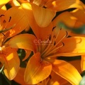 54 Orange Lily Flowers 455 3136x4704