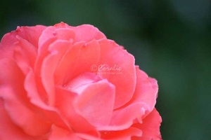 58 Orange Rose Flower 240 4704x3136