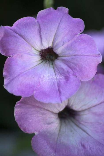 61_Purple_Petunia_Flowers_210_3136x4704.jpg
