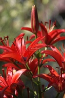 63 Red Lily FLowers 012 3136x4704