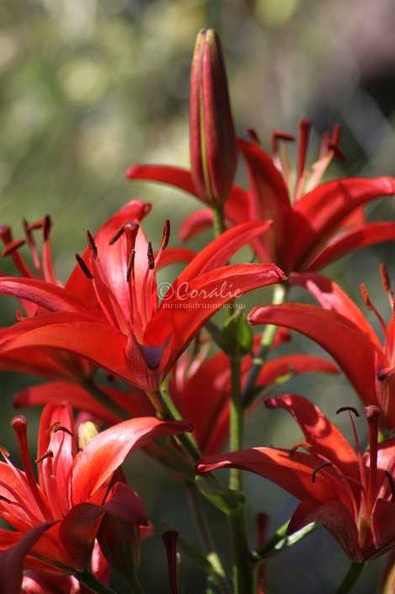 63_Red_Lily_FLowers_012_3136x4704.jpg