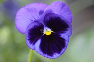65 The Blue Pansy Flower 202 4704x3136