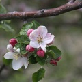 74 apple tree flowers 091 4704x3136