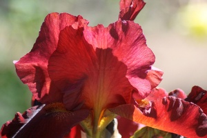 101 Bearded Iris Flower 172 4704x3136