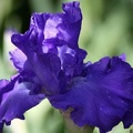 106 Bearded Iris Flower 007 Sample File 4704x3136