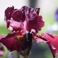 107 bearded iris flower 008 sample file 4704x3136
