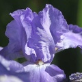 110 Bearded Iris Flower 218 Sample File 4704x3136