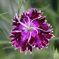 27 Dianthus Flower 254 4704x3136