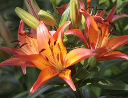 51 Lily Flowers 107 4084x3116