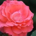 64 Rose Flower 222 4704x3136