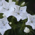 71 7whitesweetwilliamsflowerblooms045sample 5472x3648