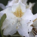 80 Azalea Flower Bend Oregon Park 044 4704x3136