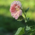 hollyhock flower 1530