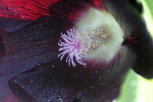 Black Hollihock Flower 490