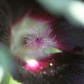 Black Hollihock Flower 501