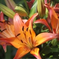 Blended Color Lily Flowers 102