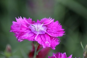 Dianthus Flower 245