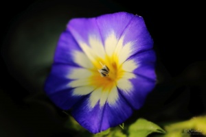 dwarf morning glory flower 1450