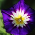 dwarf morning glory flower 1454