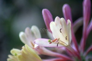 Honeysuckle Flower 533