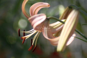 Lily Flower 078