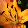 Lily Flower 093