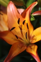 lily flower 113
