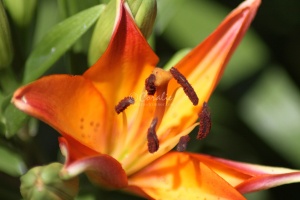 Lily Flower 124