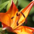 Lily Flower 124
