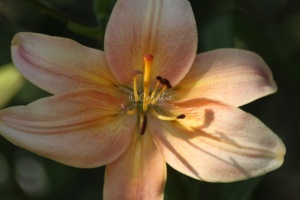 Lily Flower 430