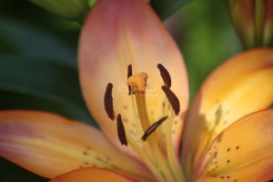 Lily Flower 437